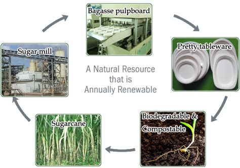 Sugarcane Bagasse Material