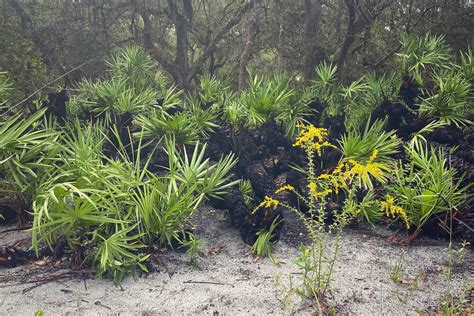 Saw Palmetto Florida Wildflower Foundation