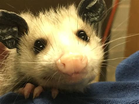 Pin On Animals Opossums