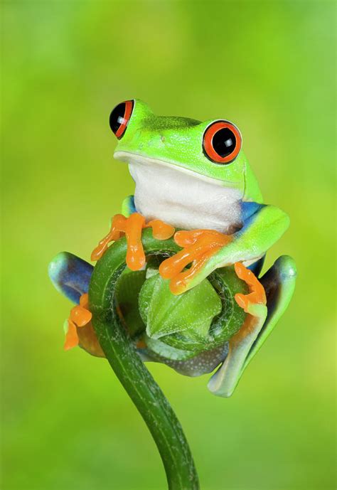 Stripey The Red Eyed Tree Frog Photograph By Gail Shumway Pixels