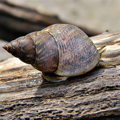 Periwinkle Snails Multi Agency Rocky Intertidal Network · Inaturalist