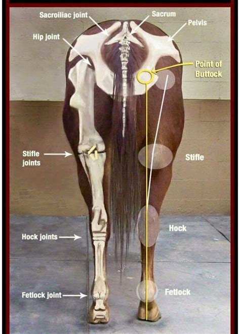 Horse Joints Horses Horse Anatomy Horse Care