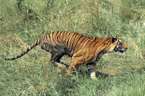 Bengal Tiger Panthera Tigris Tigris Adult Stock Photo Image Of