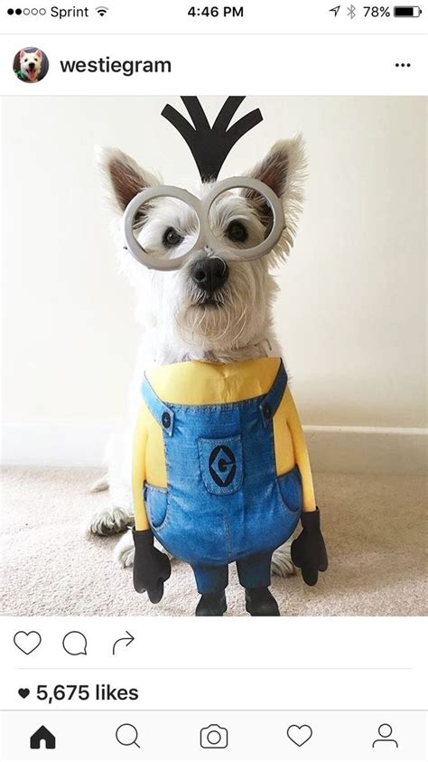 Kevin The Minion Pet Halloween Costumes Dog Halloween Cute Dog Costumes