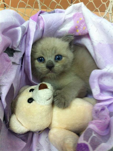 Please Dont Take My Teddy Bear Kittens Cutest Cats And Kittens