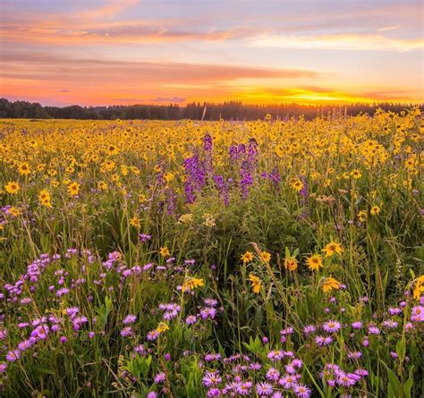 6 Best Wildflower Hikes In Colorado Visit Grand Junction Colorado