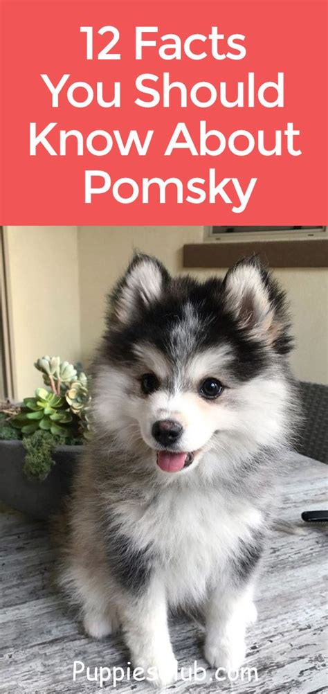 12 Facts You Should Know About Pomsky Pomsky Pomeranianhuskymix