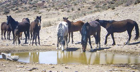 Wild Horse Herds Reach Devastating Levels Across The West Eande News