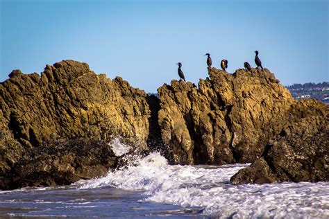 Wallpaper Birds Sea Water Rock Shore Sky Coast Cliff Sun
