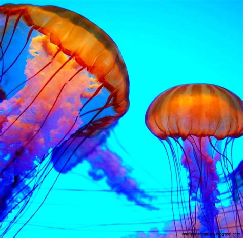 Most Colorful Jellyfish Wallpapers Gallery