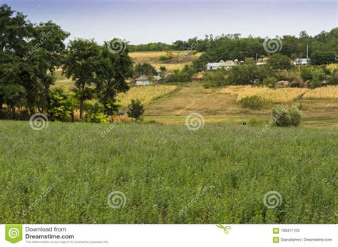 Rural Scenery In Moldavia With Clover Fields Stock Image Image Of