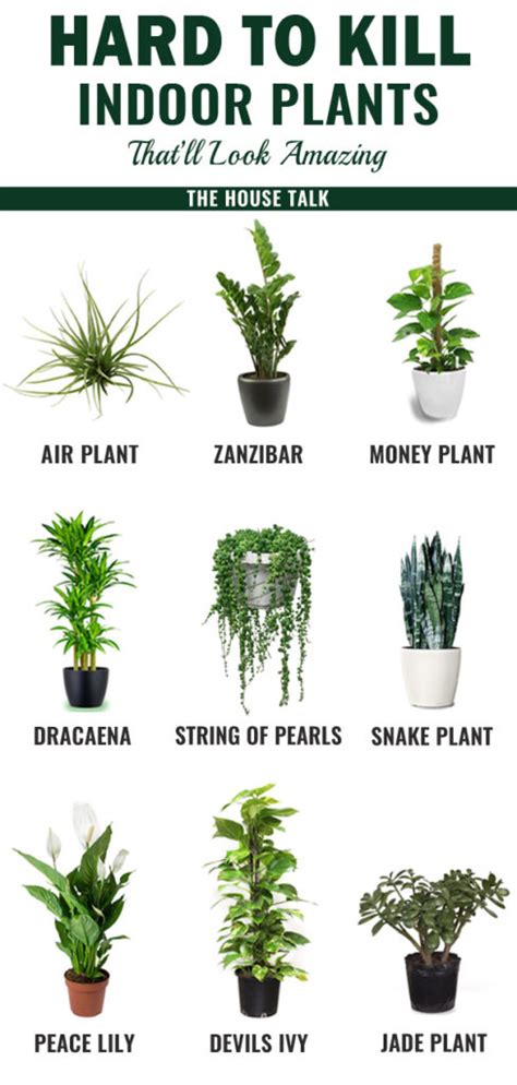 9 Low Maintenance Hard To Kill Plants For Your Home The House Talk