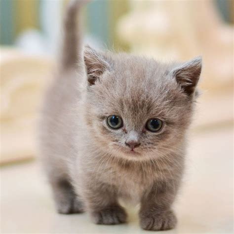 todo sobre el munchkin cuidados precio características gatos patas cortas gatos bonitos