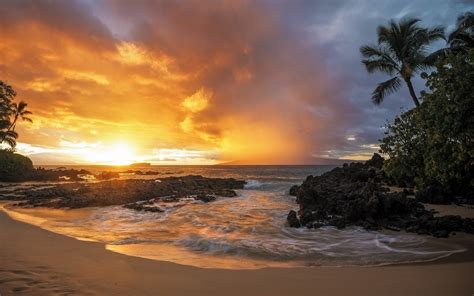 Sunset Beach Palm Tree Landscape Us Seller 40x30cm Ocean Beach Palm