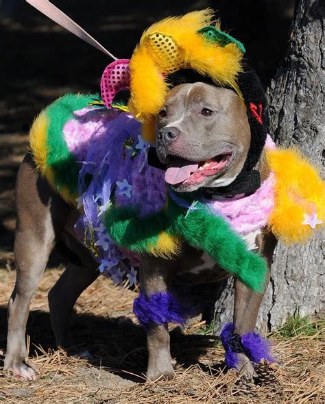 The 70 Greatest Pit Bull Halloween Costumes Ever Page 3 Of 23 The Paws