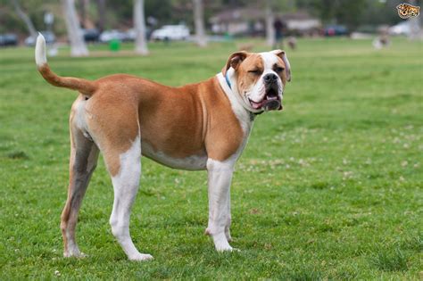 American Bulldog Dog Breed Information Buying Advice Photos And Facts