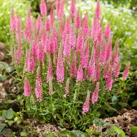 Veronica Spicata Pink Goblin Garden Spiked Speedwell Flower Seeds