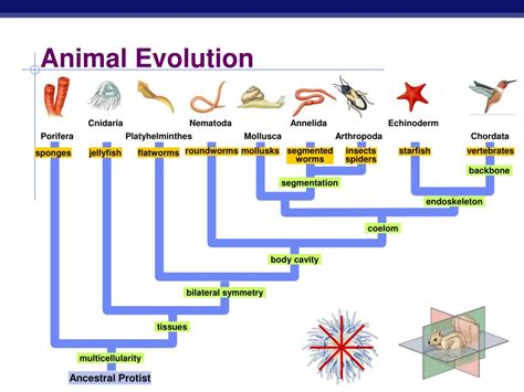 Ppt Invertebrate And Vertebrate Evolution And Diversity Powerpoint