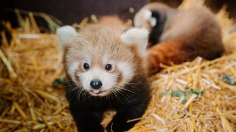 Endangered Red Panda Twins Bring Hope To Longleat The Swindonian