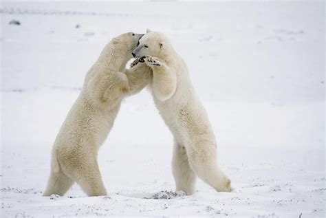 Polar Bears On Hind Feet Play Fighting Photograph By Tom Soucek Fine
