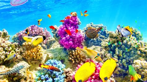 Tropical Fish Wallpapers Top Free Tropical Fish Backgrounds