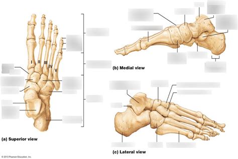 E 7 Bones Of Foot Power Point Diagram Quizlet