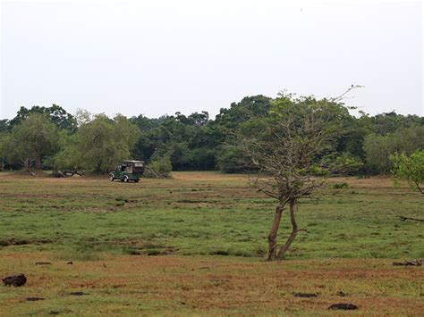 Morning Jeep Safari In Kumana National Park Morning Safari In Kumana