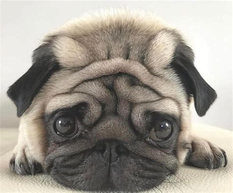 Guilty Looking Pug Ifttt2hk6fdf Cute Puppies Cats Animals
