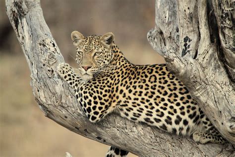 African Leopard Diet - Diet Plan