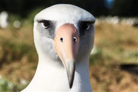 Life Among The Albatross Have You Ever Wondered What It Is Like By