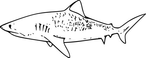 Tiger Shark Coloring Page Shark Coloring Pages Shark Coloring Shark