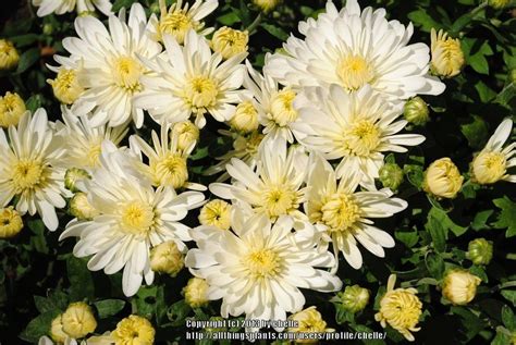 Belgian Chrysanthemum Chrysanthemum Aluga White