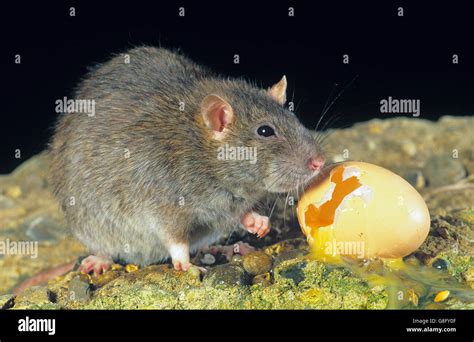 Brown Rat Rattus Norvegicus Eating Chickens Egg In Poultry Farm Stock