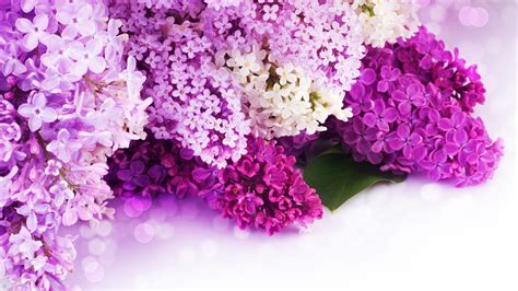 Lavender Flower Wallpapers Hd Pixelstalknet