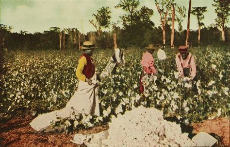 black americans picking cotton on a plantation in the south early 20th century [1280x817] r