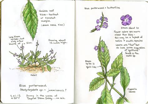 A Nature Art Journal Botanical Sketchbook Art Journal Botanical