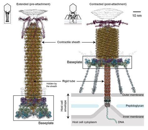 To infect a cell, the dengue virus initially binds to the cell surface. How viruses infect bacteria: A tale of a tail