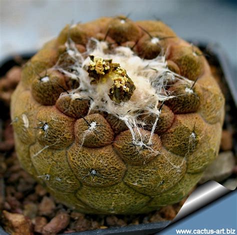 1) having a thick skin 2) insensitive or hardened to criticism; Copiapoa hypogea cv. "Lizard skin"