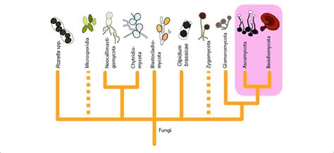 A Tree Illustrating The Larger Phylogeny Of Fungi Shows That The