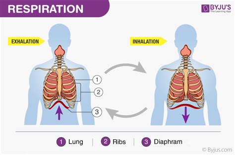 Mechanism Of Breathing Explore Mechanism Of Respiration In Detail 2022