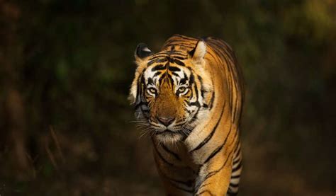 Tiger Safari India Tiger Tours And Wildlife Safari Operator
