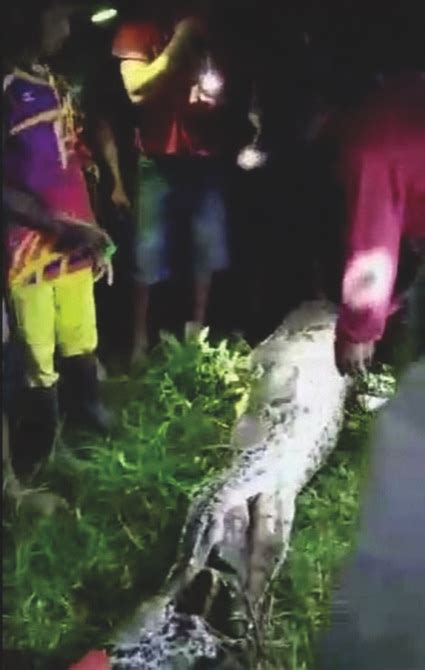 Macau Daily Times Offbeat Indonesia Man Swallowed By Python