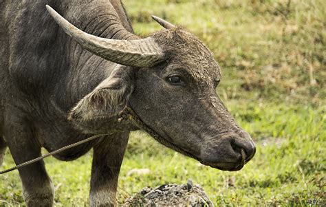 Carabao By Brian Photo 110470145 500px