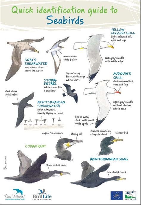 Identification Of Marine Birds Seabirds Marine Bird Sea Birds Pet