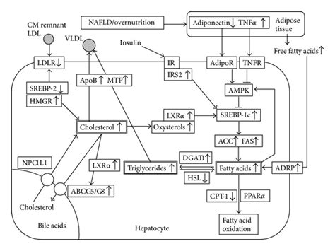 Expression Profile Of Lipid Metabolism Associated Factors In