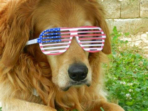 Victor has earned the highest ratings from dog food advisor on all of our reviews. 4th of July Events in Denver 2015 | Mile High Mamas