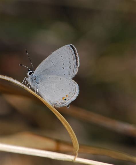 Western Tailed Blue The Butterflies Of San Francisco · Inaturalist