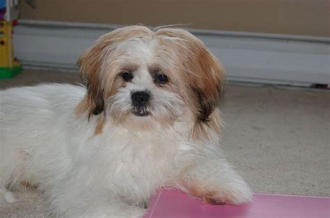 Current matches filter results (70). Pin on Dog breeds