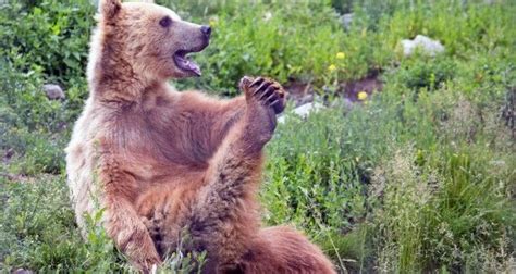 Look Its Yoga Bear Kamloops This Week Bear Yoga Brown Bear