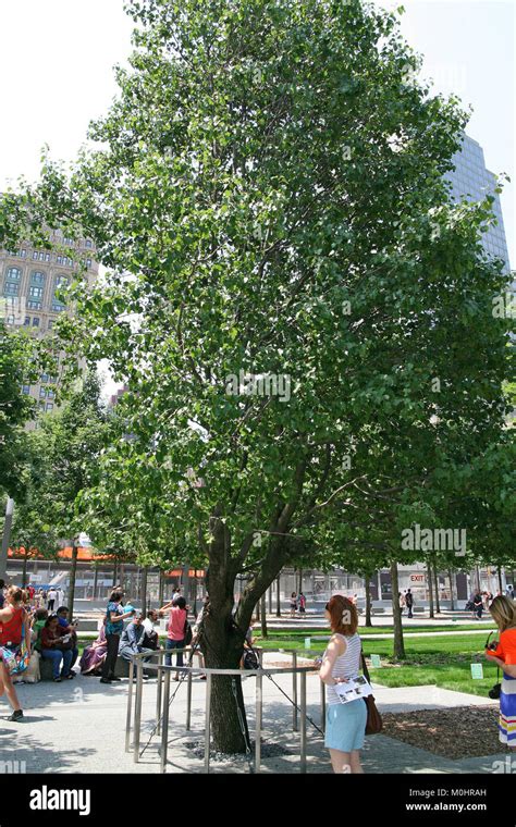 The Callery Pear Survivor Tree The Only Tree That Survived 911